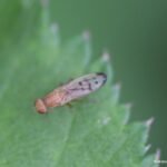 Mouche jaune des céréales_1611