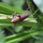 Decticelle cendrée_1612