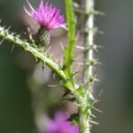 Cirse des marais_1610