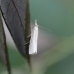 Crambus perlé_1615