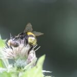 Bourdon terrestre_1620