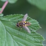 Hélophile suspendu_1608