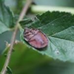 Punaise des céréales_1622