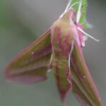 Grand sphinx de la vigne_1624