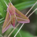 Grand sphinx de la vigne_1625