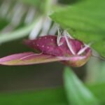 Grand sphinx de la vigne_1626