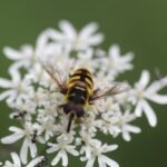 Eristale des fleurs_1631