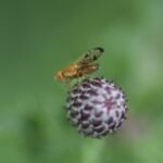 Mouche jaune des céréales_1633