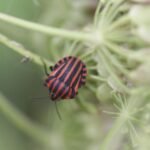 Punaise arlequin_1634