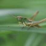 Criquet marginé_1632