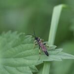 Ichneumoninae indét_1636