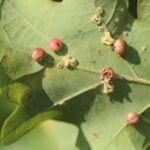 Galle du chêne (Neuroterus quercusbaccarum)_387