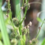 Rubanier dressé_391