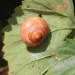 Escargot des jardins_392