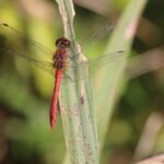 Sympétrum sanguin_396
