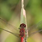 Sympétrum sanguin_397