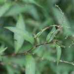 Poivre d&rsquo;eau_1639