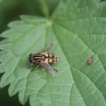 Hélophile suspendu_1641