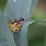 Epeire marbrée_1643