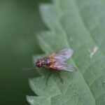 Mydaea scutellaris_1647