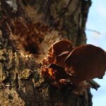 Lenzite tricolore_436