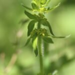 Gaillet croisette_463