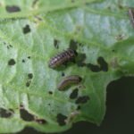 Chrysomèle de la viorne_468