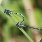 Agrion jouvencelle_465