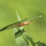 Tétragnathe étirée_472