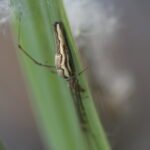 Tétragnathe étirée_473