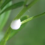 Cicadelle écumeuse_476