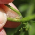 Cicadelle écumeuse_477