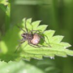 Pardose du groupe lugubris_479