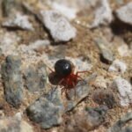 Hypomma bituberculatum_480