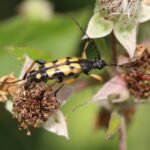 Lepture tachetée_537