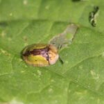 Cassida ferruginea_542