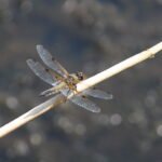 Libellule à 4 taches_540