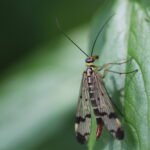 Mouche scorption (Panorpa germanica)_543