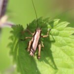 Decticelle cendrée_544