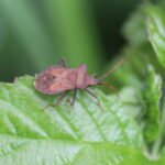 Corée marginée_545