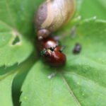 Chrysolina polita_546