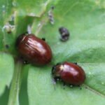 Chrysolina polita_547