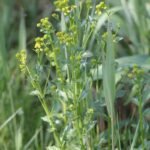 Colza (Brassica napus)_1689