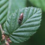 Taupin des jardins_1693