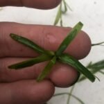 Callitriche des marais_1965