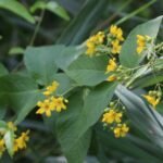 Lysimaque pontuée_564