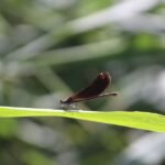 Caloptéryx vierge_565