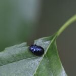 Chrysomèle de la menthe_567