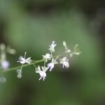 Circée de Paris_569