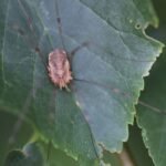 Faucheux de Canestrini_571